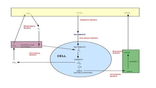 Nutrition and Gastrointestinal tract | PPTX