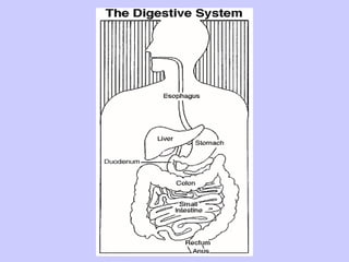 Gastrointestinal Disorders | PPT