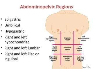 Abdominopelvic Regions
• Epigastric
• Umbilical
• Hypogastric
• Right and left
hypochondriac
• Right and left lumbar
• Right and left iliac or
inguinal
Figure 1.11a
 