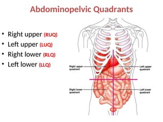 Abdominopelvic Quadrants
• Right upper (RUQ)
• Left upper (LUQ)
• Right lower (RLQ)
• Left lower (LLQ)
 