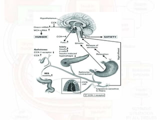 Gastrointestinal endocrine system ppt | PPTX