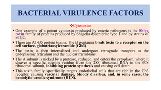 BACTERIAL VIRULENCE FACTORS
Cytotoxins
 One example of a potent cytotoxin produced by enteric pathogens is the Shiga
toxin family of proteins produced by Shigella dysenteriae type 1 and by strains of
STEC.
 These are A1-B5 protein toxins. The B pentamer binds toxin to a receptor on the
cell surface, globotriaosylceramide (Gb3)
 The toxin is then internalized and undergoes retrograde transport to the
endoplasmic reticulum and the nuclear membrane.
 The A subunit is nicked by a protease, reduced, and enters the cytoplasm, where it
cleaves a specific adenine residue from the 28S ribosomal RNA in the 60S
ribosomal subunit, inhibiting protein synthesis and causing cell death.
 This toxin family specifically targets endothelial cells that are rich in the Gb3
receptor, causing vascular damage, bloody diarrhea, and, in some cases, the
hemolytic-uremic syndrome (HUS).
 