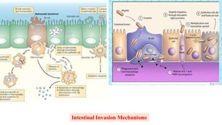 Intestinal Invasion Mechanisms
 