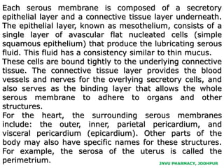 JNVU PHARMACY, JODHPUR
Each serous membrane is composed of a secretory
epithelial layer and a connective tissue layer underneath.
The epithelial layer, known as mesothelium, consists of a
single layer of avascular flat nucleated cells (simple
squamous epithelium) that produce the lubricating serous
fluid. This fluid has a consistency similar to thin mucus.
These cells are bound tightly to the underlying connective
tissue. The connective tissue layer provides the blood
vessels and nerves for the overlying secretory cells, and
also serves as the binding layer that allows the whole
serous membrane to adhere to organs and other
structures.
For the heart, the surrounding serous membranes
include: the outer, inner, parietal pericardium, and
visceral pericardium (epicardium). Other parts of the
body may also have specific names for these structures.
For example, the serosa of the uterus is called the
perimetrium.
 