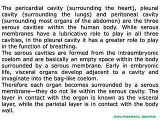 JNVU PHARMACY, JODHPUR
The pericardial cavity (surrounding the heart), pleural
cavity (surrounding the lungs) and peritoneal cavity
(surrounding most organs of the abdomen) are the three
serous cavities within the human body. While serous
membranes have a lubricative role to play in all three
cavities, in the pleural cavity it has a greater role to play
in the function of breathing.
The serous cavities are formed from the intraembryonic
coelom and are basically an empty space within the body
surrounded by a serous membrane. Early in embryonic
life, visceral organs develop adjacent to a cavity and
invaginate into the bag-like coelom.
Therefore each organ becomes surrounded by a serous
membrane—they do not lie within the serous cavity. The
layer in contact with the organ is known as the visceral
layer, while the parietal layer is in contact with the body
wall.
 