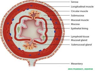 JNVU PHARMACY, JODHPUR
 