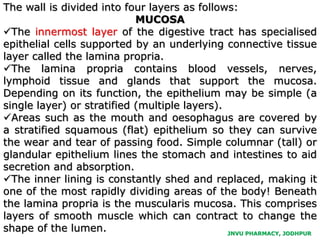 JNVU PHARMACY, JODHPUR
The wall is divided into four layers as follows:
MUCOSA
The innermost layer of the digestive tract has specialised
epithelial cells supported by an underlying connective tissue
layer called the lamina propria.
The lamina propria contains blood vessels, nerves,
lymphoid tissue and glands that support the mucosa.
Depending on its function, the epithelium may be simple (a
single layer) or stratified (multiple layers).
Areas such as the mouth and oesophagus are covered by
a stratified squamous (flat) epithelium so they can survive
the wear and tear of passing food. Simple columnar (tall) or
glandular epithelium lines the stomach and intestines to aid
secretion and absorption.
The inner lining is constantly shed and replaced, making it
one of the most rapidly dividing areas of the body! Beneath
the lamina propria is the muscularis mucosa. This comprises
layers of smooth muscle which can contract to change the
shape of the lumen.
 
