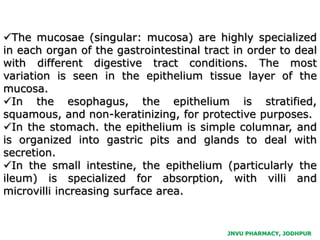 The mucosae (singular: mucosa) are highly specialized
in each organ of the gastrointestinal tract in order to deal
with different digestive tract conditions. The most
variation is seen in the epithelium tissue layer of the
mucosa.
In the esophagus, the epithelium is stratified,
squamous, and non-keratinizing, for protective purposes.
In the stomach. the epithelium is simple columnar, and
is organized into gastric pits and glands to deal with
secretion.
In the small intestine, the epithelium (particularly the
ileum) is specialized for absorption, with villi and
microvilli increasing surface area.
JNVU PHARMACY, JODHPUR
 