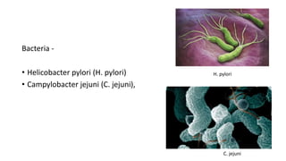Bacteria -
• Helicobacter pylori (H. pylori)
• Campylobacter jejuni (C. jejuni),
H. pylori
C. jejuni
 