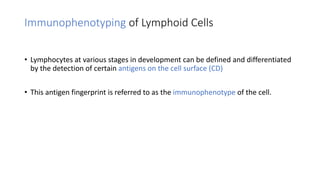 Immunophenotyping of Lymphoid Cells
• Lymphocytes at various stages in development can be defined and differentiated
by the detection of certain antigens on the cell surface (CD)
• This antigen fingerprint is referred to as the immunophenotype of the cell.
 