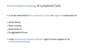 • It can be detected by flow cytometric analysis of single cell suspensions of
o whole blood,
o bone marrow,
o body fluids, or
o disaggregated tissue
• using fluorescently labeled antibodies against these antigens or by
immunohistochemistry
Immunophenotyping of Lymphoid Cells
 