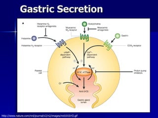 Gastric Secretion http://www.nature.com/nrd/journal/v2/n2/images/nrd1010-f2.gif 
