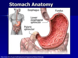 Stomach Anatomy http://www.nlm.nih.gov/medlineplus/ency/images/ency/fullsize/19223.jpg 
