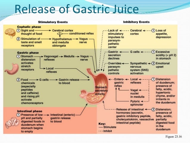 Control Of Gastric Motility Diet