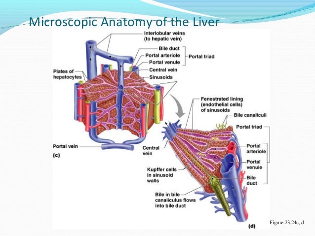 Gastrointestinal physiology