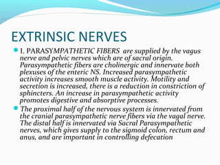 EXTRINSIC NERVES
I. PARASYMPATHETIC FIBERS are supplied by the vagus
nerve and pelvic nerves which are of sacral origin.
...