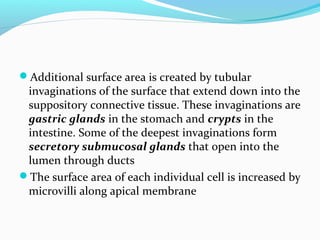 Additional surface area is created by tubular
invaginations of the surface that extend down into the
suppository connecti...