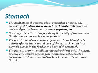 Stomach
The adult stomach secretes about 1500 ml in a normal day
consisting of hydrochloric acid, bicarbonate rich mucous...