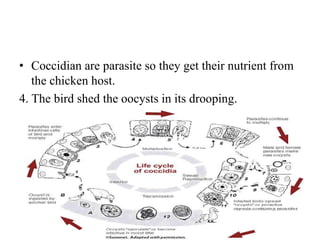 Gastrointestinal protozoal parasite in nepal | PPTX