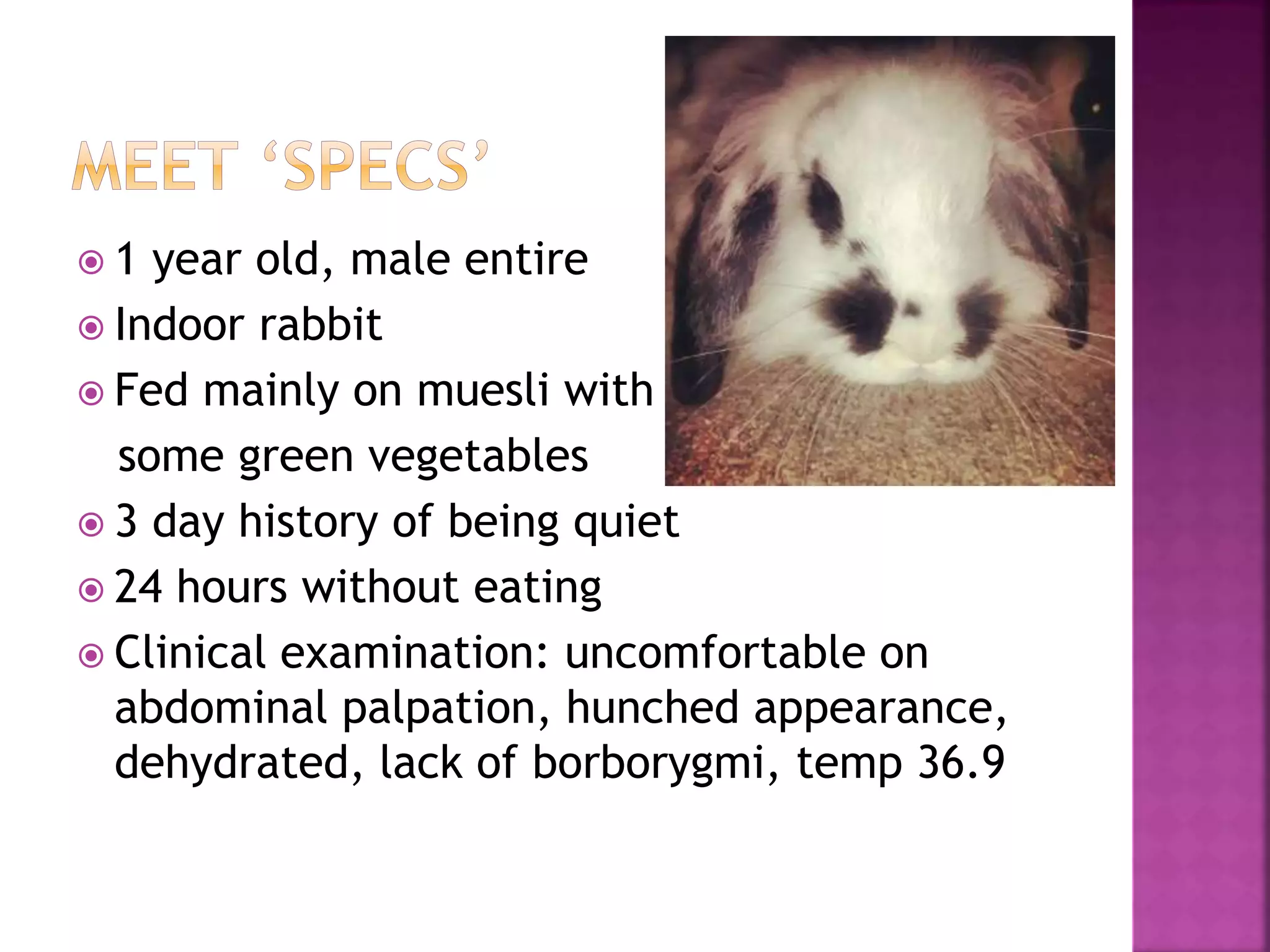 Gastrointestinal stasis in rabbits | PPTX | Digestive Disorders ...