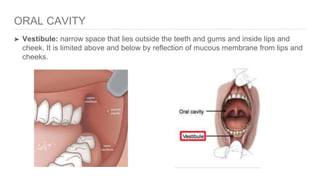 ORAL CAVITY
➤ Vestibule: narrow space that lies outside the teeth and gums and inside lips and
cheek. It is limited above and below by reflection of mucous membrane from lips and
cheeks.
 