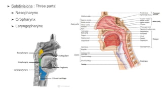 ➤ Subdivisions : Three parts:
➤ Nasopharynx
➤ Oropharynx
➤ Laryngopharynx
 