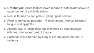 ➤ Oropharynx: extends from lower surface of soft palate above to
upper border of epiglottis below.
➤ Roof is formed by soft palate , pharyngeal isthmus
➤ Floor is formed by posterior 1/3 rd of tongue, interval between
tongue and epiglottis.
➤ Anterior wall is incomplete and is formed by oropharyngeal
isthmus, pharyngeal part of tongue.
➤ Posterior wall is formed by body of C2 and upper part of C3
vertebra
 