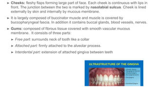 ➤ Cheeks: fleshy flaps forming large part of face. Each cheek is continuous with lips in
front. The junction between the two is marked by nasolabial sulcus. Cheek is lined
externally by skin and internally by mucous membrane.
➤ It is largely composed of buccinator muscle and muscle is covered by
buccopharyngeal fascia. In addition it contains buccal glands, blood vessels, nerves.
➤ Gums: composed of fibrous tissue covered with smooth vascular mucous
membrane. It consists of three parts:
➤ Free part: surrounds neck of tooth like a collar
➤ Attached part: firmly attached to the alveolar process.
➤ Interdental part: extension of attached gingiva between teeth
 