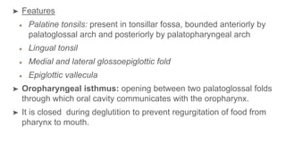 ➤ Features
Palatine tonsils: present in tonsillar fossa, bounded anteriorly by
palatoglossal arch and posteriorly by palatopharyngeal arch
Lingual tonsil
Medial and lateral glossoepiglottic fold
Epiglottic vallecula
➤ Oropharyngeal isthmus: opening between two palatoglossal folds
through which oral cavity communicates with the oropharynx.
➤ It is closed during deglutition to prevent regurgitation of food from
pharynx to mouth.
 