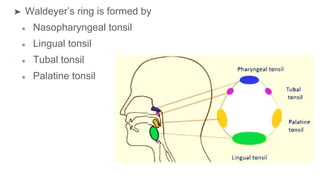 ➤ Waldeyer’s ring is formed by
Nasopharyngeal tonsil
Lingual tonsil
Tubal tonsil
Palatine tonsil
 