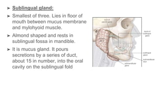 ➤ Sublingual gland:
➤ Smallest of three. Lies in floor of
mouth between mucus membrane
and mylohyoid muscle.
➤ Almond shaped and rests in
sublingual fossa in mandible.
➤ It is mucus gland. It pours
secretions by a series of duct,
about 15 in number, into the oral
cavity on the sublingual fold
 