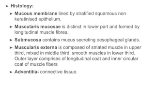 ➤ Histology:
➤ Mucous membrane lined by stratified squamous non
keratinised epithelium.
➤ Muscularis mucosae is distinct in lower part and formed by
longitudinal muscle fibres.
➤ Submucosa contains mucus secreting oesophageal glands.
➤ Muscularis externa is composed of striated muscle in upper
third, mixed in middle third, smooth muscles in lower third.
Outer layer comprises of longitudinal coat and inner circular
coat of muscle fibers
➤ Adventitia- connective tissue.
 