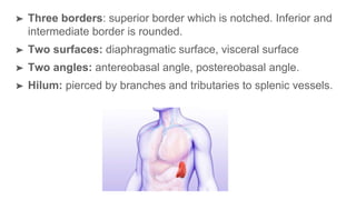 ➤ Three borders: superior border which is notched. Inferior and
intermediate border is rounded.
➤ Two surfaces: diaphragmatic surface, visceral surface
➤ Two angles: antereobasal angle, postereobasal angle.
➤ Hilum: pierced by branches and tributaries to splenic vessels.
 