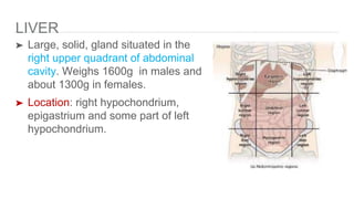 LIVER
➤ Large, solid, gland situated in the
right upper quadrant of abdominal
cavity. Weighs 1600g in males and
about 1300g in females.
➤ Location: right hypochondrium,
epigastrium and some part of left
hypochondrium.
 