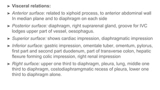 ➤ Visceral relations:
➤ Anterior surface: related to xiphoid process, to anterior abdominal wall
In median plane and to diaphragm on each side
➤ Posterior surface: diaphragm, right suprarenal gland, groove for IVC
lodges upper part of vessel, oesophagus.
➤ Superior surface: shows cardiac impression, diaphragmatic impression
➤ Inferior surface: gastric impression, omentale tuber, omentum, pylorus,
first part and second part duodenum, part of transverse colon, hepatic
flexure forming colic impression, right renal impression
➤ Right surface: upper one third to diaphragm, pleura, lung, middle one
third to diaphragm, costodiaphramgmatic recess of pleura, lower one
third to diaphragm alone.
 