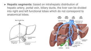➤ Hepatic segments: based on intrahepatic distribution of
hepatic artery, portal vein, biliary ducts, the liver can be divided
into right and left functional lobes which do not correspond to
anatomical lobes.
 