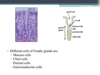 • Different cells of Fundic glands are:
▫ Mucous cells
▫ Chief cells
▫ Parietal cells
▫ Enteroendocrine cells

 