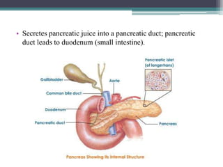 • Secretes pancreatic juice into a pancreatic duct; pancreatic
duct leads to duodenum (small intestine).

 