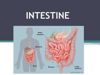 INTESTINE

 