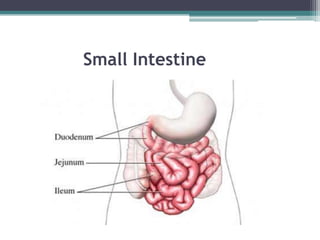 Small Intestine

 