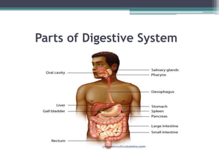 Parts of Digestive System

 