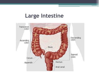 Large Intestine

 