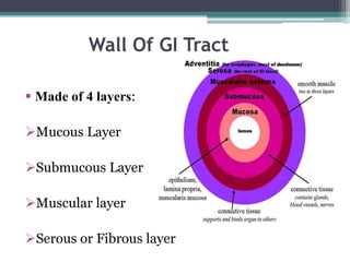 Wall Of GI Tract
 Made of 4 layers:
Mucous Layer
Submucous Layer
Muscular layer
Serous or Fibrous layer

 