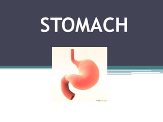 STOMACH

 
