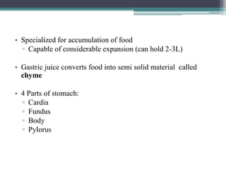 • Specialized for accumulation of food
▫ Capable of considerable expansion (can hold 2-3L)
• Gastric juice converts food into semi solid material called
chyme

• 4 Parts of stomach:
▫ Cardia
▫ Fundus
▫ Body
▫ Pylorus

 