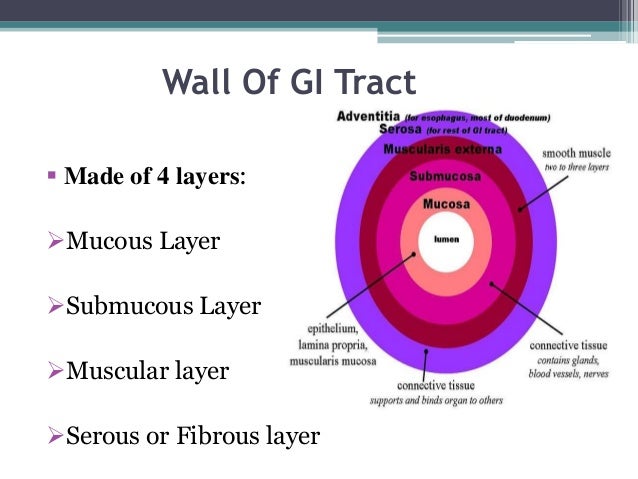 Functions of Gastrointestinal system ureter histology diagram 