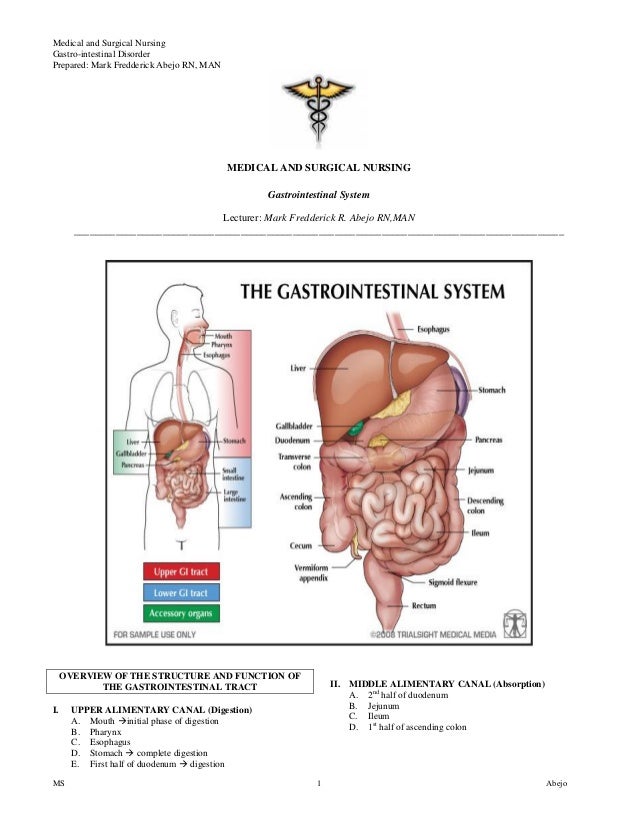 Gastrointestinal system