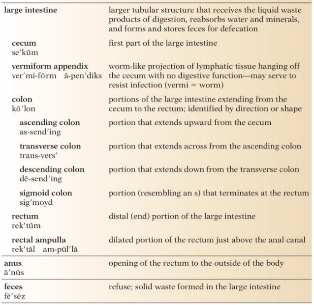 gastrointestinal system combining form meaning rectum