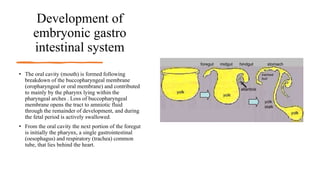 Development of
embryonic gastro
intestinal system
• The oral cavity (mouth) is formed following
breakdown of the buccopharyngeal membrane
(oropharyngeal or oral membrane) and contributed
to mainly by the pharynx lying within the
pharyngeal arches . Loss of buccopharyngeal
membrane opens the tract to amniotic fluid
through the remainder of development, and during
the fetal period is actively swallowed.
• From the oral cavity the next portion of the foregut
is initially the pharynx, a single gastrointestinal
(oesophagus) and respiratory (trachea) common
tube, that lies behind the heart.
 
