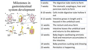 Milestones in
gastrointestinal
system development
Weeks pregnant Milestone
5 weeks The digestive tube starts to form
7 weeks The stomach, esophagus, liver and
pancreas starts to form
8-10 weeks Cells inside digestive tube hollow it
out
8-12 weeks Intestine grows in length and is
housed in the umbilical cord.
11 weeks The rectum and anus form
12 weeks Intestine leaves the umbilical cord
and returns to the abdomen
13 weeks Baby begins swallowing amniotic
fluid and meconium accumulates in
the intestine.
14 weeks Baby practices sucking and chewing
23 weeks Peristalsis is happening.
 